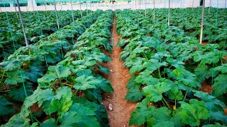 Awesome zucchini cultivation. Perfect step by step guide