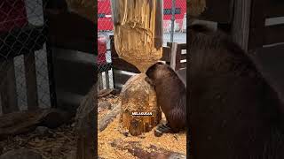 Download Lagu Biang kerok dari maraknya pepohonan tumbang #shorts MP3