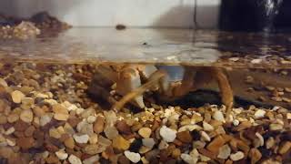Claude the Crab moving his stones