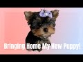 Bringing Home My New Yorkie Puppy! | First Day Home | Vlog