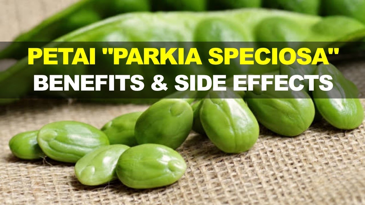 Petai Parkia Speciosa Benefits And Side Effects What Is Petai Good For Is Petai Good For Health Youtube