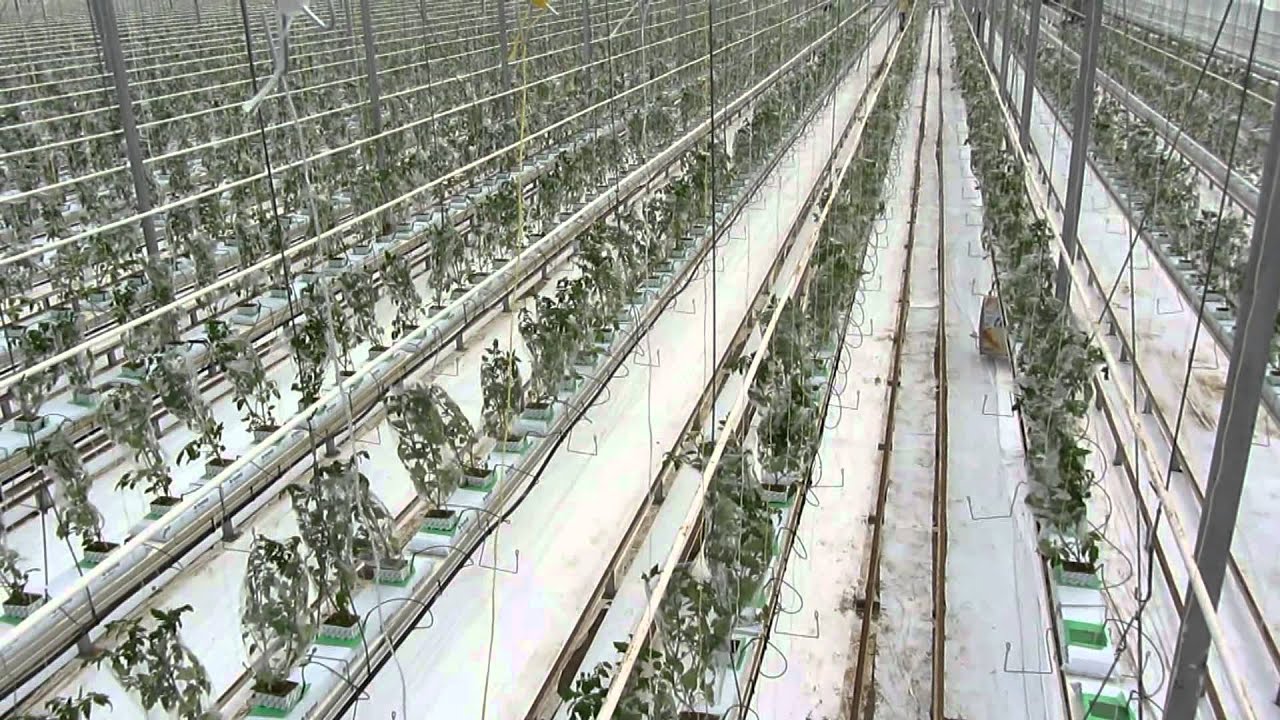 Overzicht van een week bij T.W. van Noord Tomaten