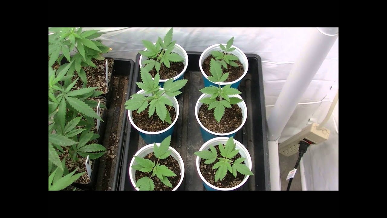 Homegrown Natural Wonders  "The Eleven" tester journal  Ep3