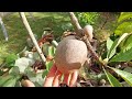 Front yard tour