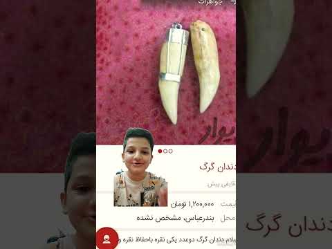 سوژ احمقانه دیوار پارت اول دندان گرگ