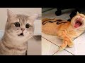 Funniest Animals - Best Of The 2021 Funny Animal Videos #17