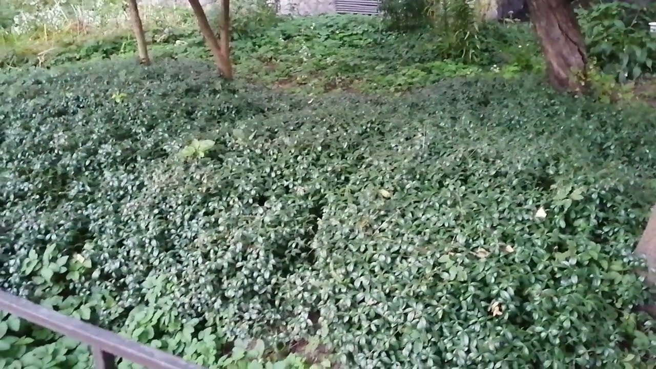 Барвинок малый (Vinca minor) в качестве заменителя травы