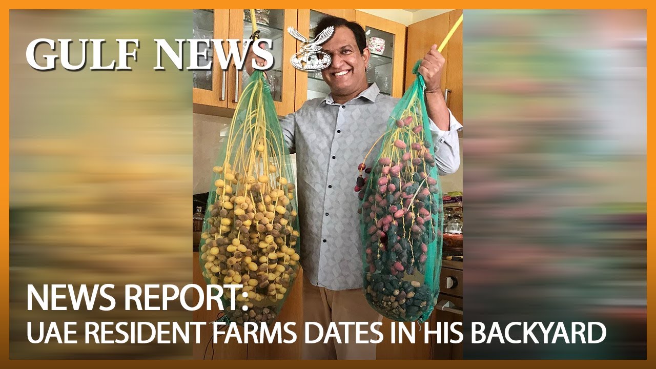 UAE resident farms dates in his backyard