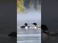 Loon Bird Truly Terrifying Amazing Shorts Loon Bird Truly Terrifying Amazing Shorts