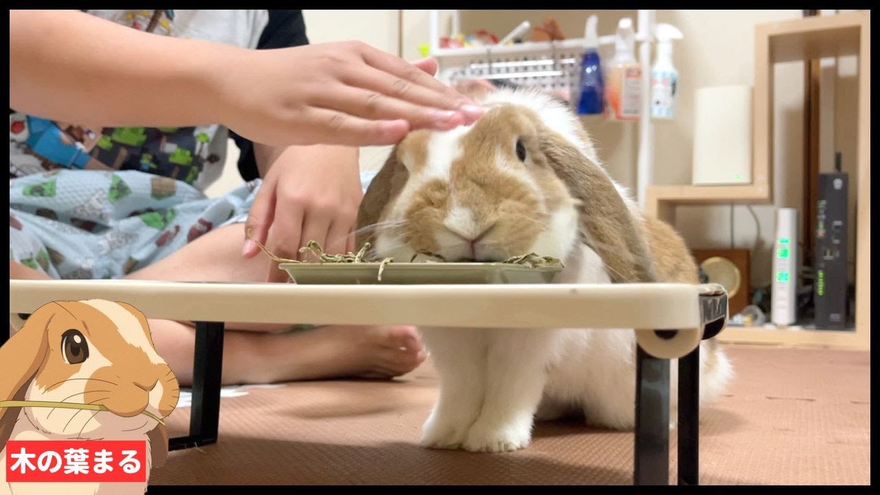 全力で遊んだうさぎの末路がこちら【ロップイヤー】 - YouTube