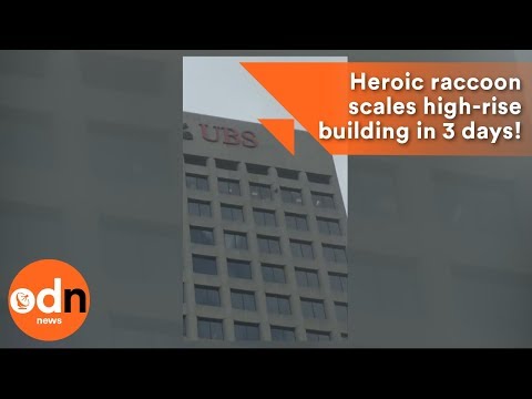 Heroic raccoon scales high-rise building in 3 days!
