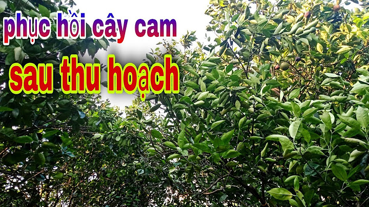 Cách chăm sóc cây cam sau tết