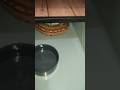 #5 Mode Mlungsungi Ular Dipong Brongersmai / Snake Blood Python #snake