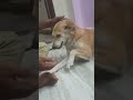 Comment for more puppy vlogs...😂😂🐶👌🤪#raja #funny #puppyvlog #please #subscribechesukondi