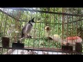 Luyện Giọng Chào Mào Mồi | chào mào mồi gọi bổi / chào mào hót đấu 0058