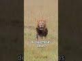 León Chongo #shorts #leones