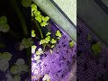 my red and blue Bettas give eggs#betta