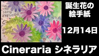 誕生花の絵手紙 12月14日 Cineraria シネラリア Youtube 誕生花の絵手紙 12月14日 Cineraria シネラリア Youtube
