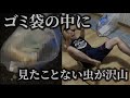 【バイオテロ】生魚が入ったゴミ袋を真夏に3週間放置した結果・・・・