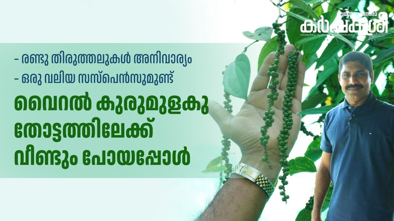 രണ്ടു തിരുത്തലുകൾ വേണം; ഒപ്പം വലിയ സസ്പെൻസും; വൈറൽ കുരുമുളകു തോട്ടത്തിലേക്ക് വീണ്ടും പോയപ്പോൾ‌‌‌