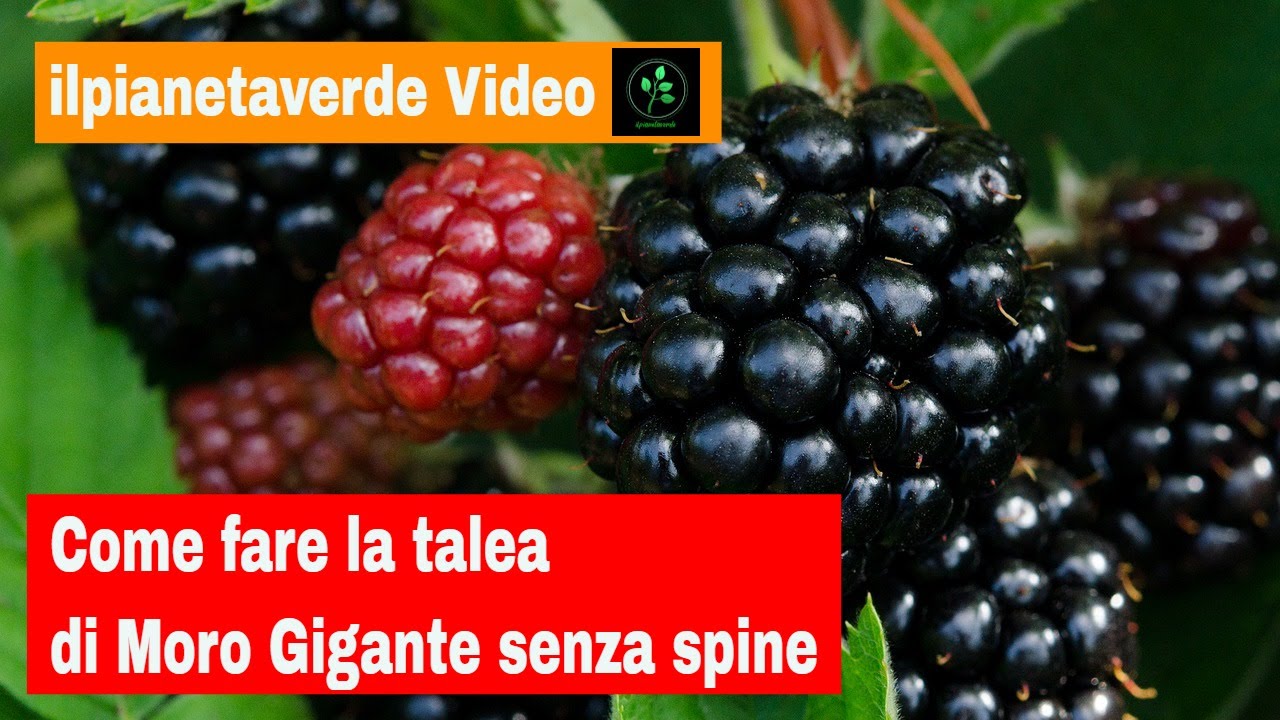 Come fare la talea di Moro Gigante senza Spine  ( Thornfree )