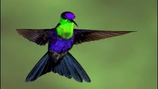 10 Jenis Burung Kolibri paling cantik di dunia#hummingbird