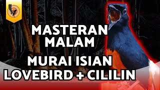 MASTERAN MURAI BATU GACOR ISIAN LOVEBIRD   CILILIN