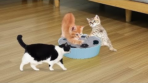 Pawaboo Interactive Cat Toy with Running Mouse, Electronic Motion Cat Toy Automatic Teaser