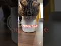 猫ってどのくらい費用かかるの？