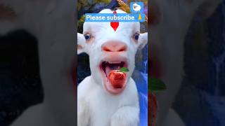 funny goat sound youtubevoice 