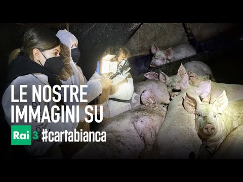 Con #Cartabianca RAI3 in un allevamento intensivo di maiali in Italia
