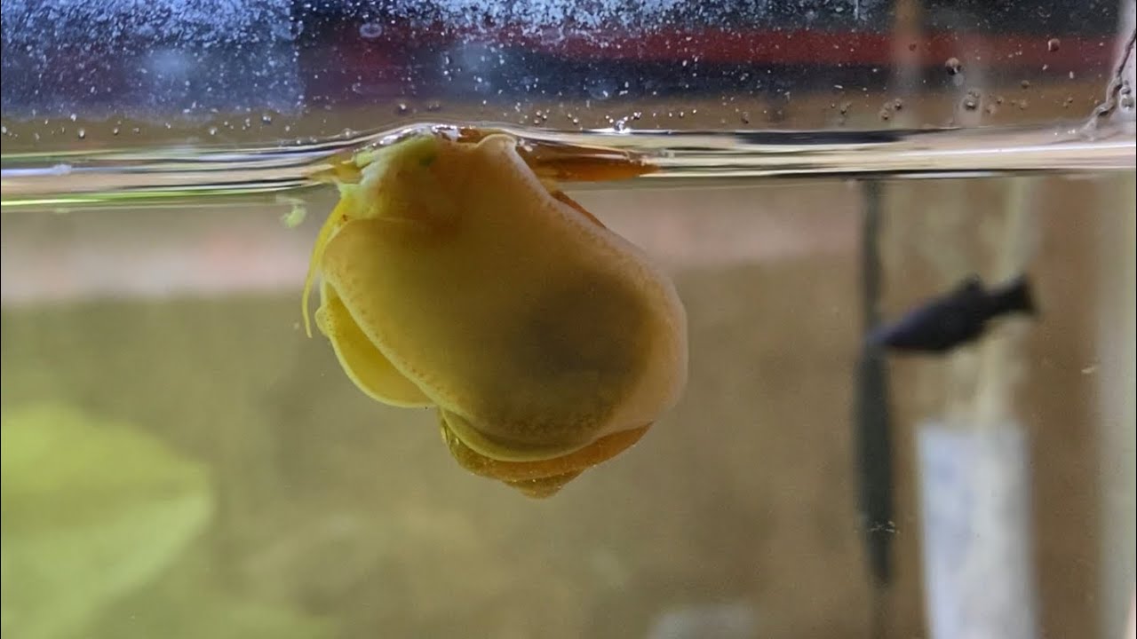 Feeding Broccoli to Snail YouTube