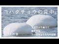 【4K】千曲川のコハクチョウ|鳴き声と冬景色|長野県上田市千曲川/Bewick’s Swans | Chikuma River, Ueda Nagano,Japan