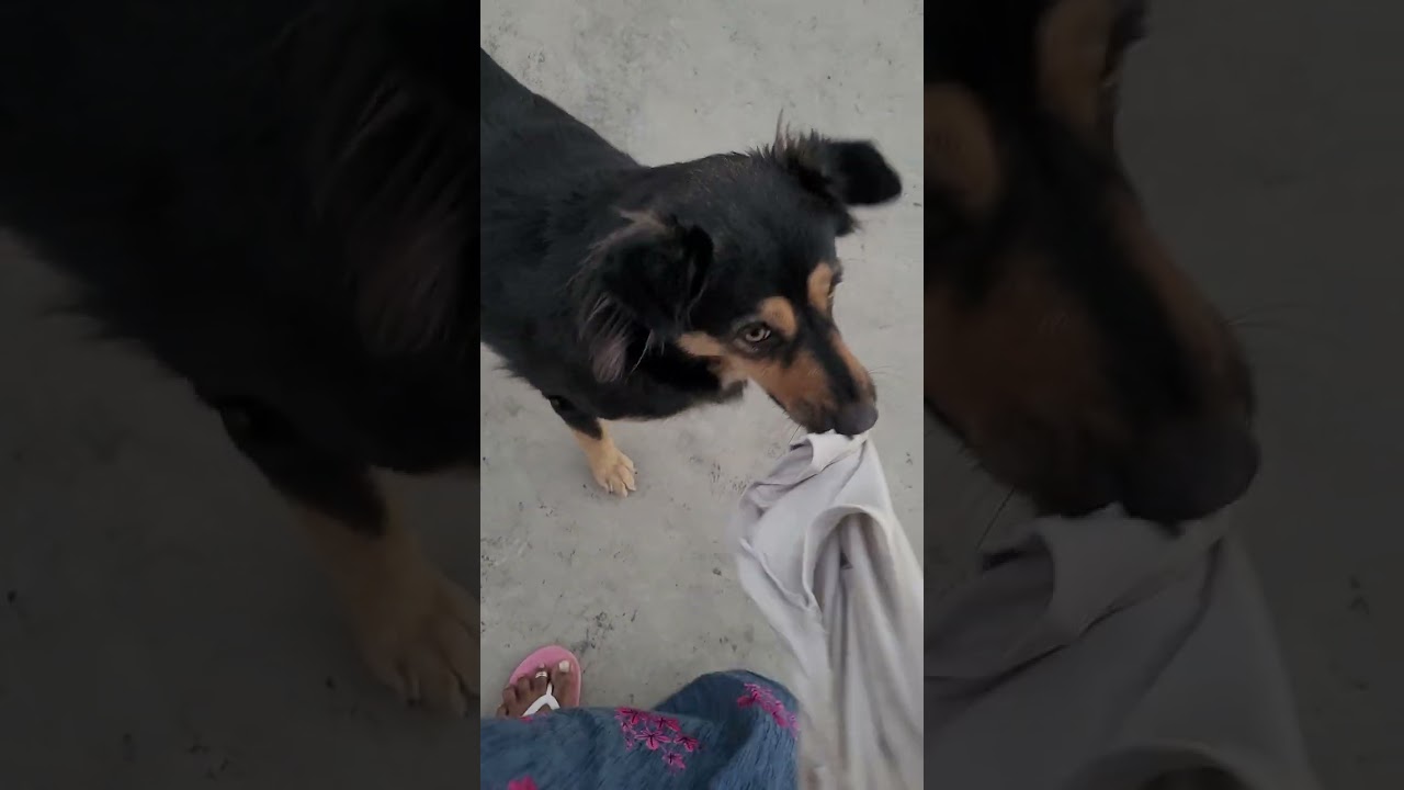 నువ్వా నేనా సై మా మమ్మీ చుడండి పాట పడుతుంది 🐶😂