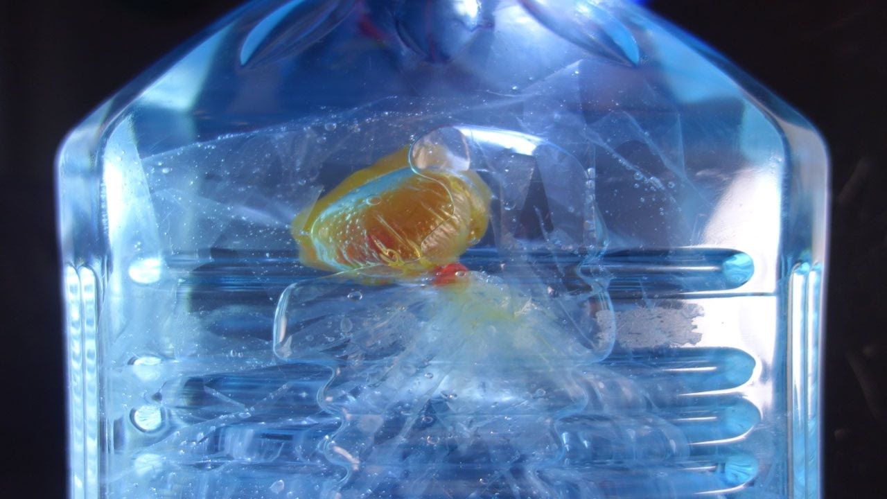 Wie Man Ein Ewiges Feuerquallen Aquarium Selber Macht Youtube