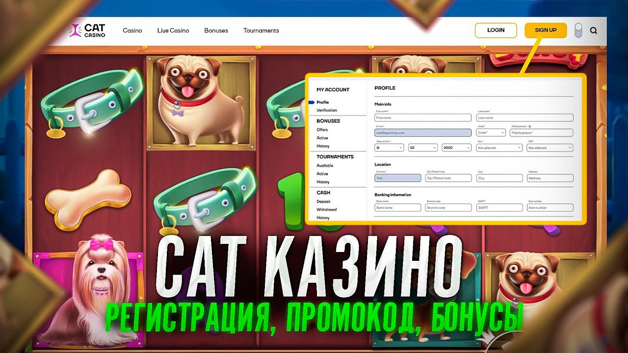 Casino cat casinoz cat club pp ru