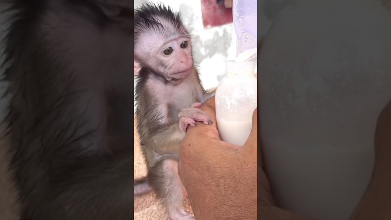 "Monkey Patience Test – Baby Cici’s Milk Moment 🐒🥛"