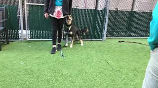 Nero 62770, Princess 63324 And Bonnie 63193 Nycacc