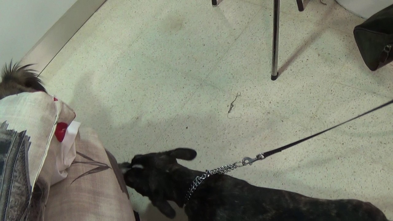 Lua Cat Testing - YouTube