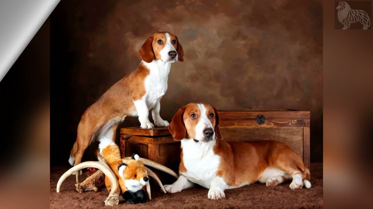 Каталог пород собак. Древер или шведский таксообразный бракк (Swedish dachsbracke)