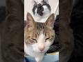 夏用ベッドを用意したら…なんでそうなる??#shorts #cat #猫