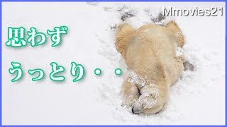 うっとりするほど気持ちいい新雪体感ララ 今日はお客さん？違いに気づくリラ