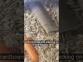 Mealworm Colony Thriving #howtofeedyourdragon  #mealwormfarming #howtofeedyourgecko #beetles #insect