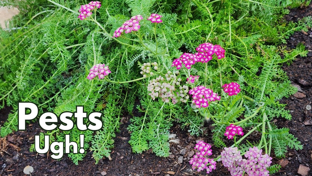 Pest issue this week & fun hummingbird moth backyard pollinator