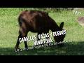 Mundo Miniatura: Caballos, Vacas y Burros de bolsillo - TvAgro por Juan Gonzalo Angel