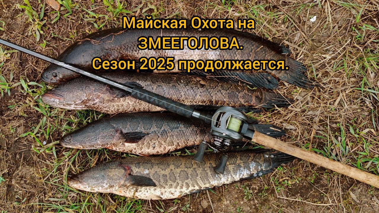 Майская Охота на Змееголова.Сезон 2025 продолжается.