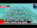 Une orgie de crabes forme la plus grande pyramide sous-marine