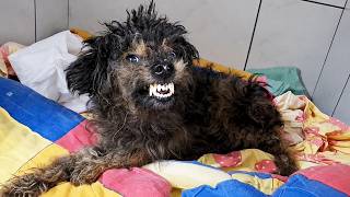 Brave Dog Defies the Odds through Advanced Care and Unbreakable Determination