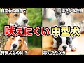 【いつでも静か】忠実で吠えにくい中型犬5選!!