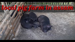 local pig farm in assam my farm in assam